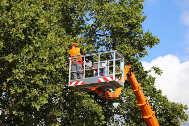 Best Storm Damage Tree Cleanup  in Mount Pleasant, NC